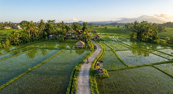 Menyusuri Pagi di Ubud: Potret Keindahan Sawah, Ekowisata, dan Refleksi Budaya Bali