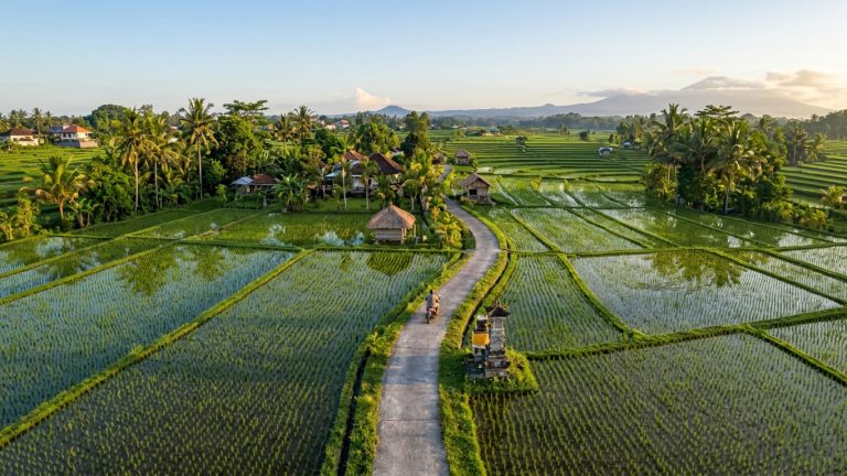 Menyusuri Pagi di Ubud: Potret Keindahan Sawah, Ekowisata, dan Refleksi Budaya Bali